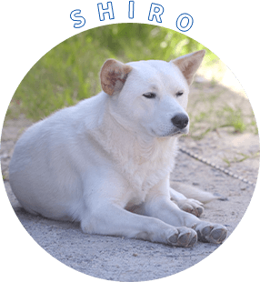 SHIRO
